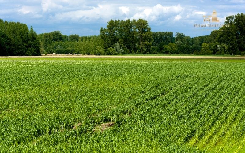 Điều kiện chuyển đổi đất nông nghiệp