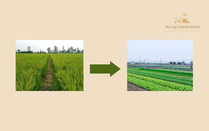 Điều kiện chuyển đất trồng lúa sang đất trồng cây hàng năm