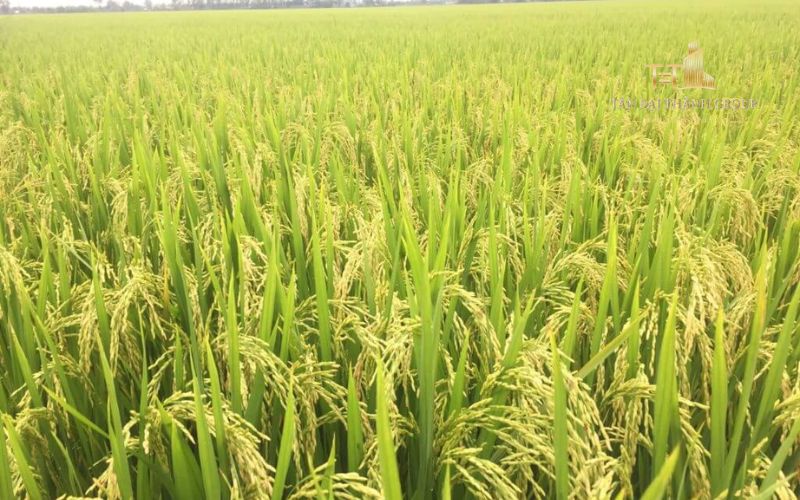 Thế nào là đất trồng lúa?